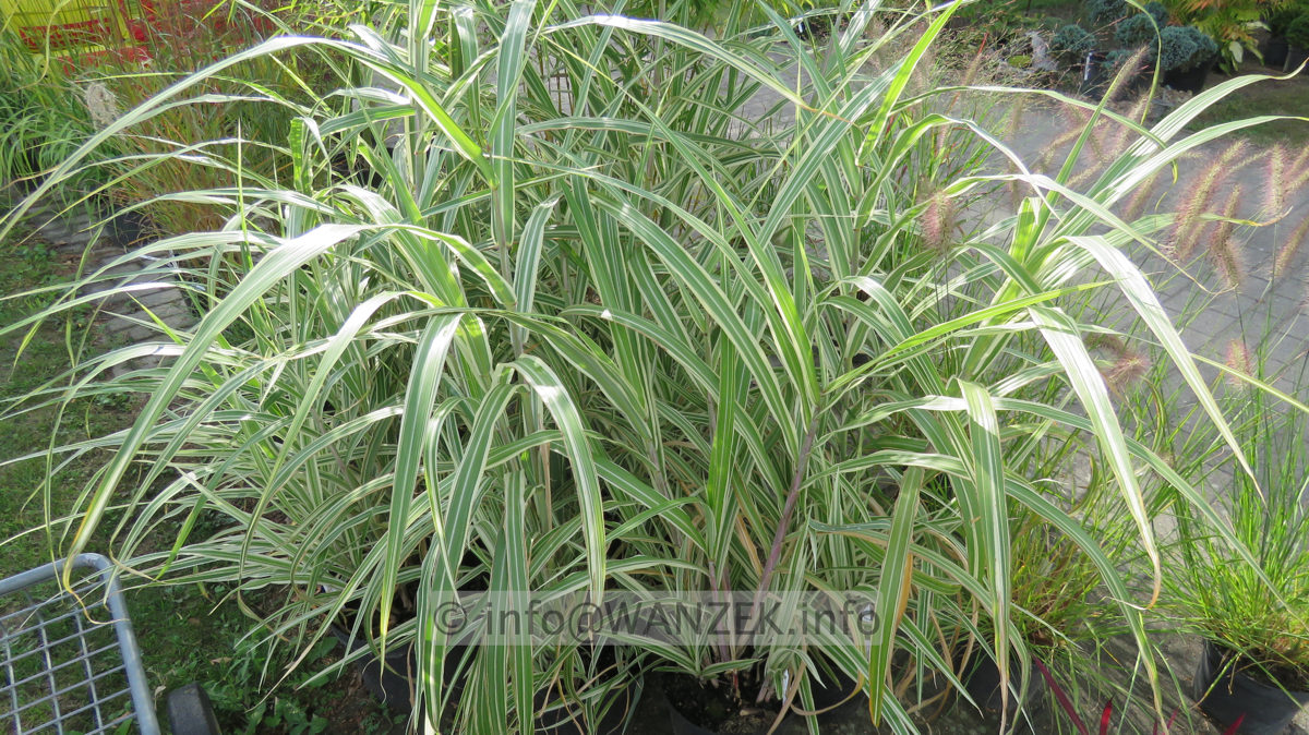Miscanthus sinensis Cosmopolitan 003.JPG